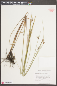 Scleria baldwinii image