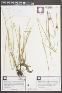 Scleria baldwinii image