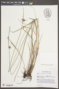 Scleria baldwinii image