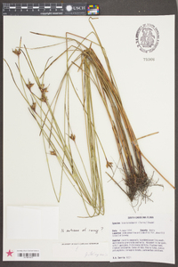 Scleria baldwinii image