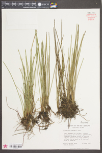 Eleocharis robbinsii image