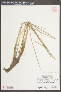 Eleocharis robbinsii image