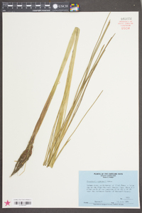 Eleocharis robbinsii image