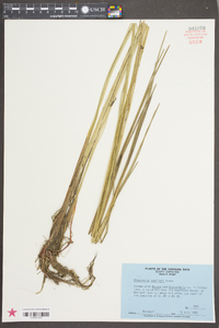 Eleocharis robbinsii image