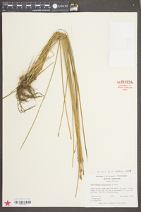 Eleocharis tricostata image