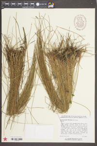 Eleocharis tricostata image