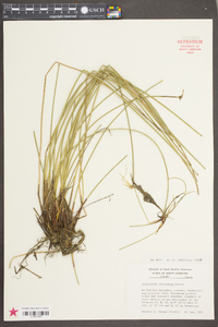 Eleocharis tricostata image