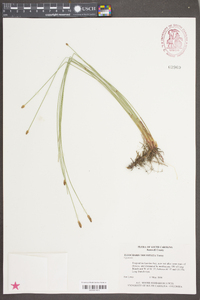 Eleocharis tricostata image