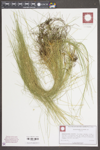 Eleocharis vivipara image