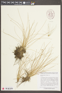 Eleocharis vivipara image