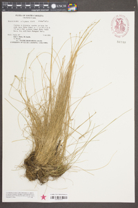 Eleocharis vivipara image