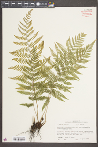 Athyrium filix-femina var. asplenioides image