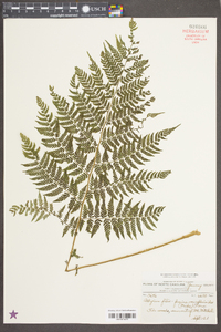 Athyrium filix-femina var. asplenioides image