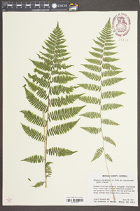 Athyrium filix-femina var. asplenioides image