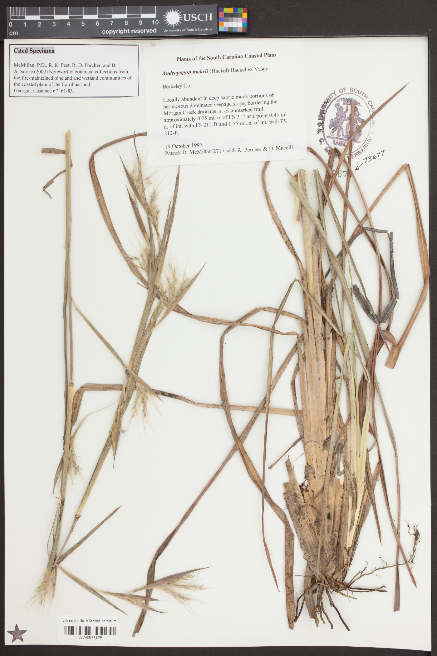 Andropogon mohrii image