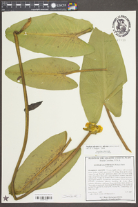 Nuphar sagittifolia image