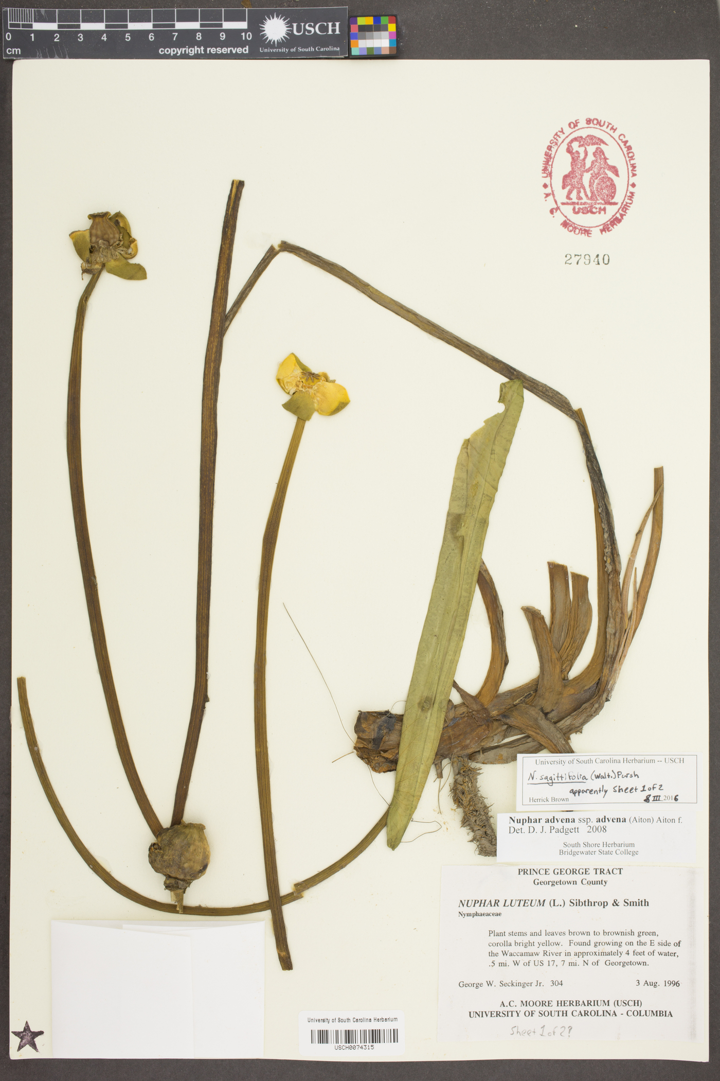 Nuphar sagittifolia image