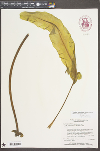 Nuphar sagittifolia image