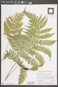 Dryopteris erythrosora image