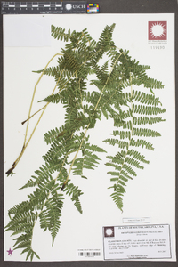 Dryopteris ludoviciana image