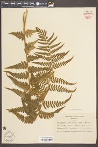 Dryopteris ludoviciana image