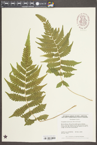 Dryopteris ludoviciana image