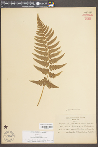 Dryopteris ludoviciana image