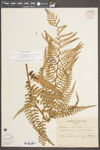 Dryopteris ludoviciana image