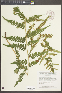 Dryopteris ludoviciana image