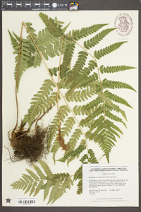 Dryopteris ludoviciana image