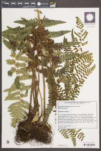 Dryopteris ludoviciana image