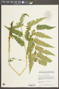 Dryopteris ludoviciana image