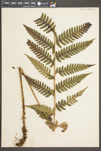 Dryopteris ludoviciana image