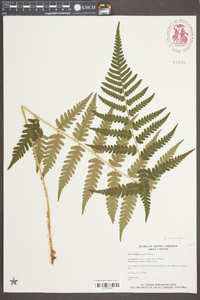 Dryopteris ludoviciana image