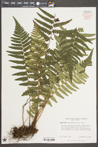 Dryopteris ludoviciana image