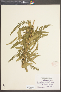 Dryopteris ludoviciana image