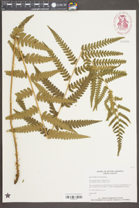 Dryopteris ludoviciana image