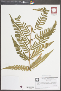 Dryopteris australis image