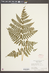 Dryopteris campyloptera image