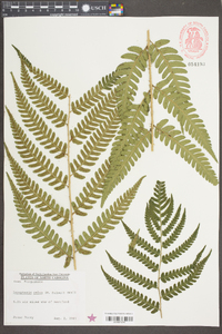 Dryopteris celsa image