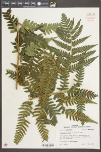 Dryopteris celsa image