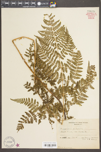 Dryopteris dilatata image