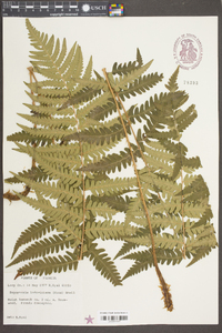 Dryopteris ludoviciana image