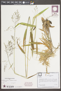 Dichanthelium dichotomum subsp. mattamuskeetense image