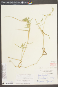 Dichanthelium acuminatum subsp. acuminatum image