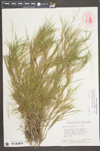 Dichanthelium aciculare var. ramosum image