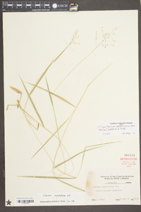 Dichanthelium aciculare var. ramosum image