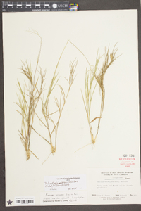 Dichanthelium aciculare var. ramosum image