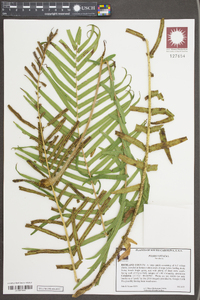 Pteris vittata image