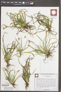 Juncus repens image